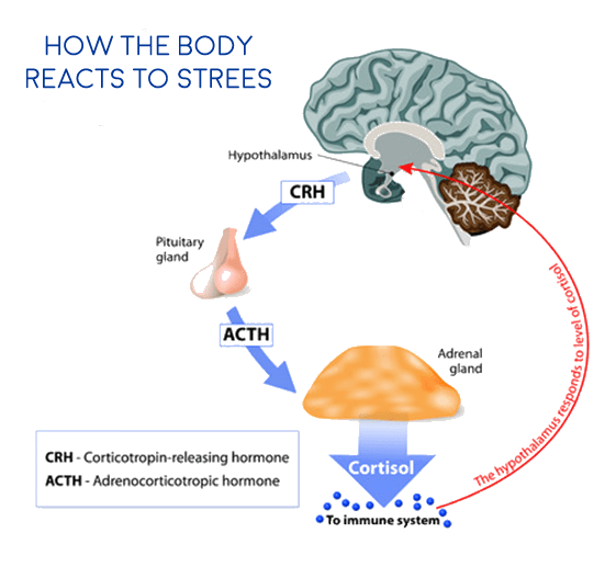 fatigue adrenal