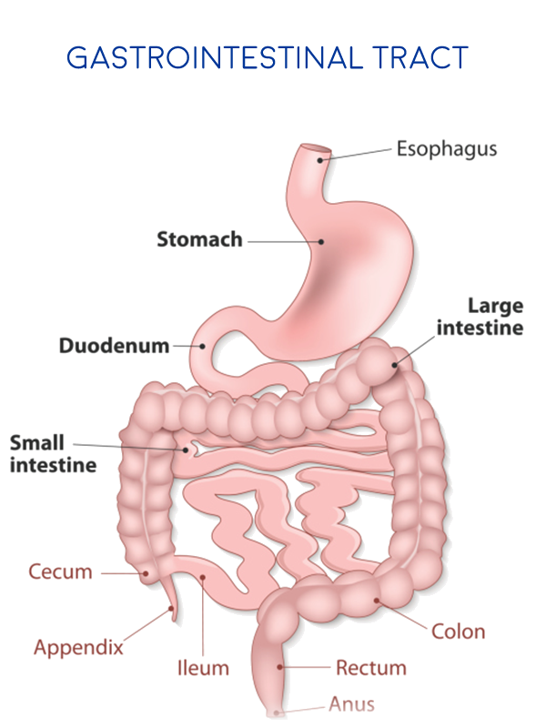 Gastrointestinal Distress Hcim